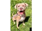 Adopt DIXIE ANN a Tan/Yellow/Fawn Labrador Retriever / Weimaraner / Mixed dog in