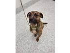 Adopt Cream Corn a Brown/Chocolate American Pit Bull Terrier / Mixed dog in