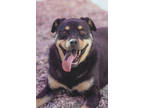 Adopt Katara a Black Rottweiler / Mixed dog in Espanola, NM (41366894)