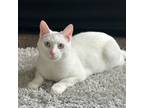 Adopt Frankie a White Domestic Shorthair / Mixed Breed (Medium) / Mixed (short