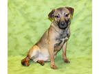 Adopt Jane K21 11/15/23 a Black Hound (Unknown Type) / Mixed dog in San Angelo