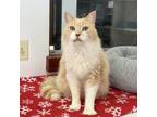 Adopt Baxter a Tan or Fawn Domestic Mediumhair / Domestic Shorthair / Mixed cat