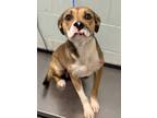 Adopt Sassafras a Tan/Yellow/Fawn Boxer / Mixed dog in Red Bluff, CA (40752209)