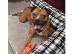 Adopt Shelby - Available in Foster a Brown/Chocolate Mixed Breed (Medium) /