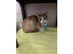 Adopt Frisky a Orange or Red Domestic Shorthair / Domestic Shorthair / Mixed cat