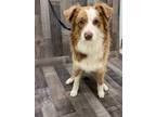 Adopt Hank K3 5/8/24 a Tan/Yellow/Fawn Australian Shepherd / Mixed Breed