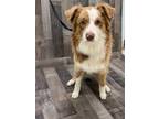 Adopt Hank DRQ123 5/8/24 a Tan/Yellow/Fawn Australian Shepherd / Mixed dog in