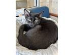 Adopt Darling a All Black Domestic Shorthair / Domestic Shorthair / Mixed cat in