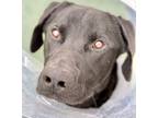 Adopt Jack 505392 a Black Labrador Retriever / Mixed Breed (Medium) / Mixed