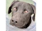 Adopt Jack 505392 a Black Labrador Retriever / Mixed dog in Hayden