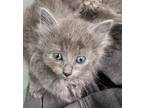 Adopt Arie a Gray or Blue Domestic Longhair / Domestic Shorthair / Mixed cat in