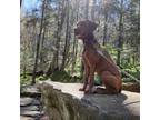 Adopt Mila a Brown/Chocolate Labrador Retriever / Mixed dog in Greenville