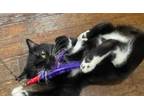 Adopt Ahi a All Black Domestic Shorthair / Domestic Shorthair / Mixed cat in