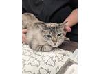 Adopt Bubbee a Gray or Blue Domestic Shorthair / Domestic Shorthair / Mixed cat