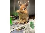 Adopt Thumper a Chocolate Lionhead / Lionhead / Mixed rabbit in Newport News