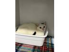 Adopt Dingwoman a White Domestic Shorthair / Domestic Shorthair / Mixed cat in