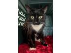 Adopt Brian a All Black Domestic Shorthair / Domestic Shorthair / Mixed cat in