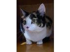 Adopt Annabelle (@ PetSmart) a Orange or Red Domestic Shorthair / Domestic