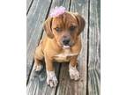 Adopt Kyler a Brown/Chocolate Pug / Mixed dog in Oak Creek, WI (41388554)