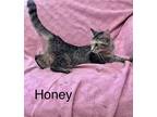 Adopt Honey a Brown Tabby Domestic Shorthair / Mixed (short coat) cat in