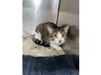 Adopt Button a Brown Tabby Domestic Shorthair / Mixed (short coat) cat in