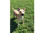 Adopt Darlene a Tan/Yellow/Fawn - with White Mixed Breed (Large) / Mixed dog in