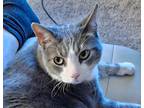 Adopt Dexter a Gray, Blue or Silver Tabby Domestic Shorthair / Mixed (short