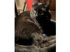 Adopt Salem a All Black American Shorthair / Mixed (short coat) cat in North Las