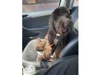 Adopt Coco a Brown/Chocolate - with White Labradoodle / Mixed dog in Las Vegas