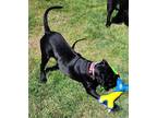 Adopt Madden a Black Labrador Retriever / American Pit Bull Terrier / Mixed dog