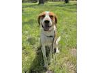 Adopt Clint a Brown/Chocolate - with White Coonhound (Unknown Type) / Mixed dog