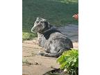 Adopt Misty a Black - with Gray or Silver Catahoula Leopard Dog / Labrador