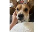 Adopt Hamilton a Black - with Brown, Red, Golden, Orange or Chestnut Basenji /