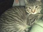 Adopt Emmit a Gray or Blue American Shorthair / Mixed (short coat) cat in
