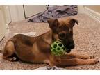 Adopt Kobe a Brown/Chocolate - with Black German Shepherd Dog / Mixed dog in