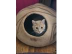 Adopt Jay Jay a Orange or Red Tabby Domestic Shorthair / Mixed (short coat) cat