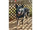Adopt Lyra a Black - with White Husky / German Shepherd Dog / Mixed dog in Waco