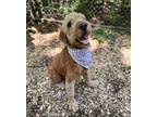 Adopt Tuna Doodle Casserole a Tan/Yellow/Fawn Goldendoodle dog in WAYNE