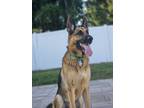Adopt Otto a Black - with Tan, Yellow or Fawn German Shepherd Dog / Mixed dog in