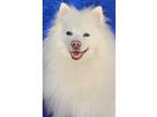 Adopt Tillie a White American Eskimo Dog / Mixed dog in Cuba, NY (41391345)
