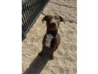 Adopt Kip a Brown/Chocolate Labrador Retriever / Mixed dog in Baton Rouge
