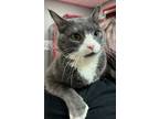 Adopt Noodles a Gray or Blue Domestic Shorthair / Domestic Shorthair / Mixed cat