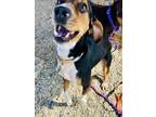 Adopt Tracker a Black Coonhound / Mixed Breed (Medium) / Mixed (short coat) dog