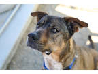 Adopt Stasia a Brown/Chocolate Rottweiler / German Shepherd Dog / Mixed dog in