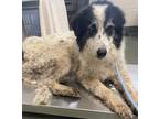 Adopt Kernel a White Anatolian Shepherd / Mixed dog in San Marcos, TX (41410611)