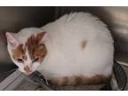 Adopt Peaches a Orange or Red Domestic Shorthair / Mixed Breed (Medium) / Mixed
