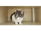 Adopt 55879125 a White Domestic Shorthair / Domestic Shorthair / Mixed cat in