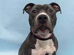 Adopt Sully a Gray/Blue/Silver/Salt & Pepper American Pit Bull Terrier / Mixed