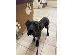 Adopt 2405-0877 Rummy a Cane Corso / Mixed dog in Virginia Beach, VA (41403146)