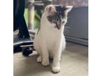 Adopt Chrissy a Gray, Blue or Silver Tabby Domestic Shorthair (short coat) cat
